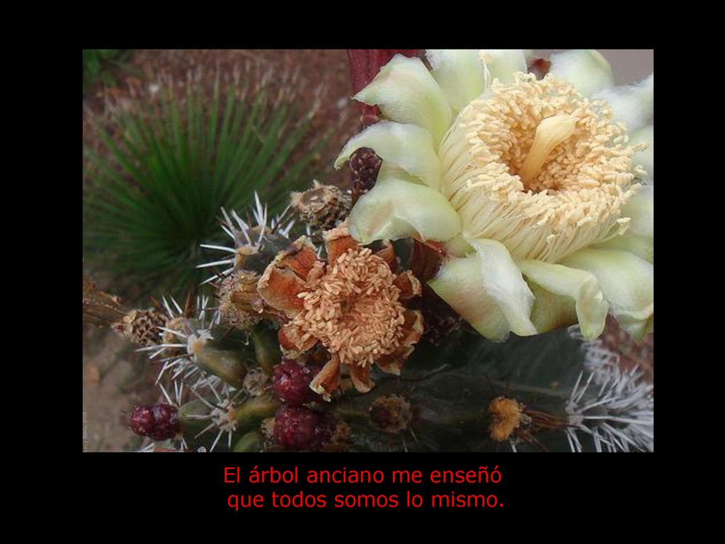 El árbol anciano me enseñó que todos somos lo mismo.
