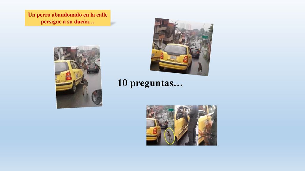 Un perro abandonado en la calle persigue a su dueña…