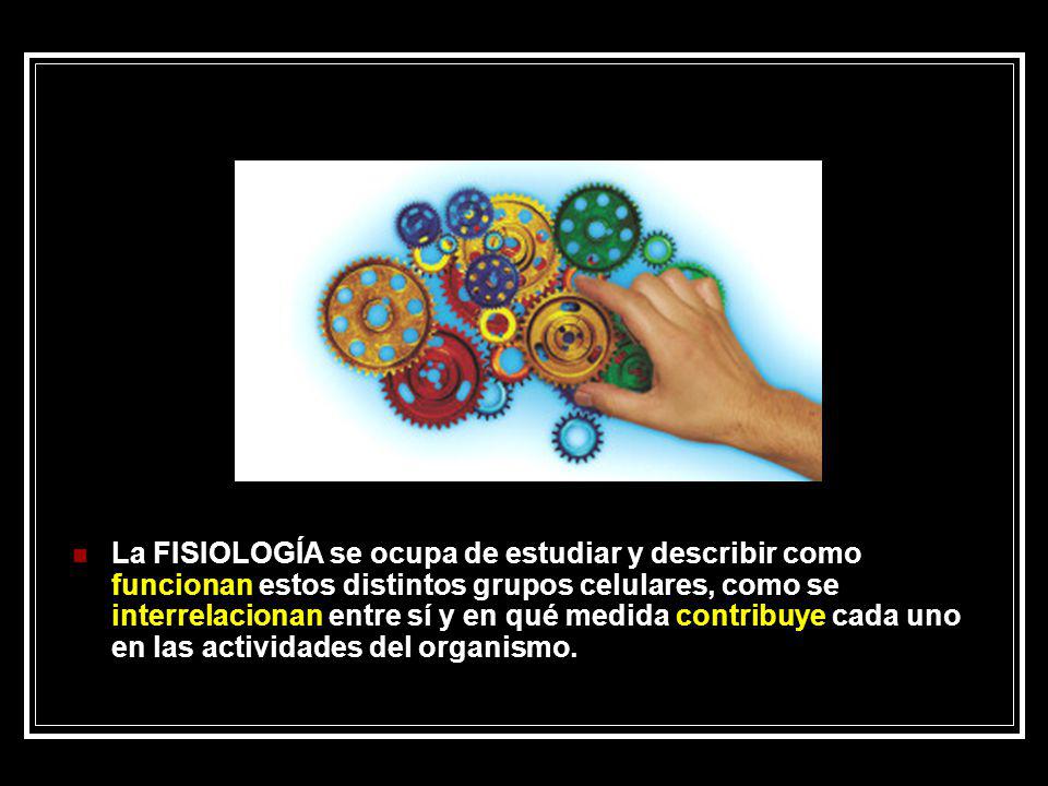 La FISIOLOGÍA se ocupa de estudiar y describir como funcionan estos distintos grupos celulares, como se interrelacionan entre sí y en qué medida contribuye cada uno en las actividades del organismo.