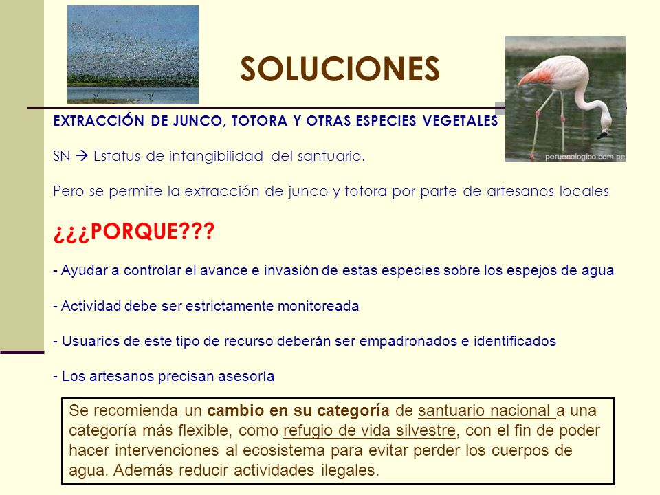 SOLUCIONES EXTRACCIÓN DE JUNCO, TOTORA Y OTRAS ESPECIES VEGETALES. SN  Estatus de intangibilidad del santuario.