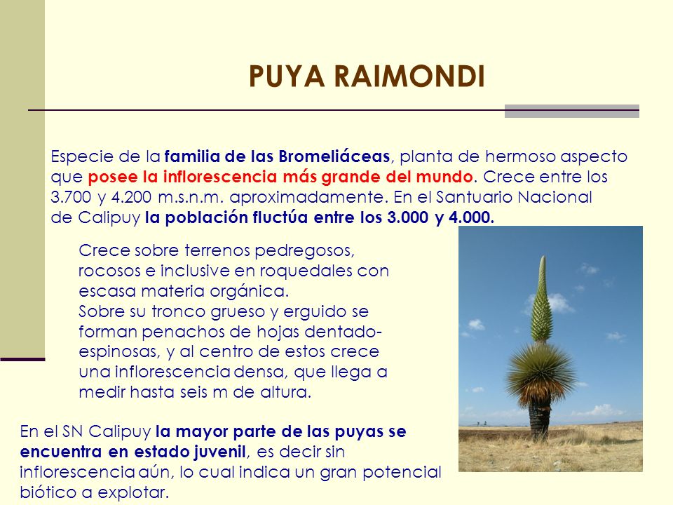 PUYA RAIMONDI Especie de la familia de las Bromeliáceas, planta de hermoso aspecto.