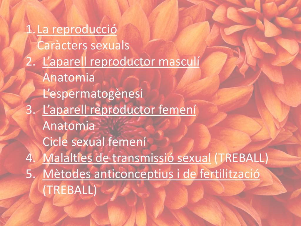 La reproducció Caràcters sexuals. L’aparell reproductor masculí. Anatomia. L’espermatogènesi. L’aparell reproductor femení.