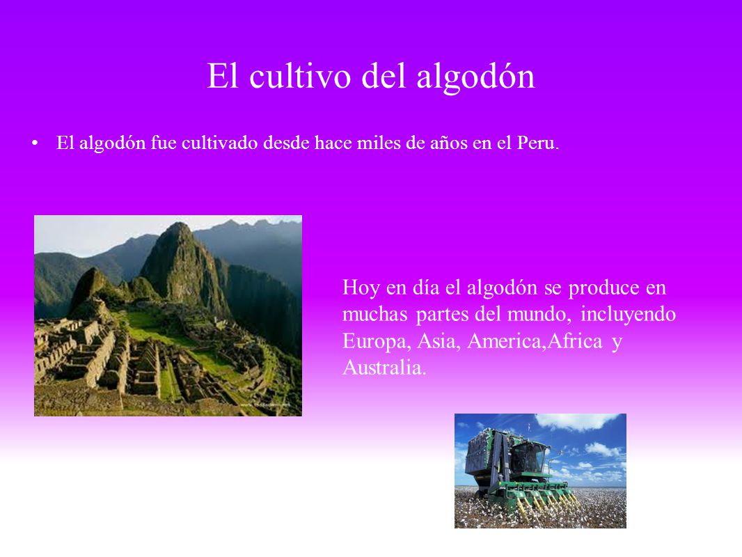 El cultivo del algodón El algodón fue cultivado desde hace miles de años en el Peru.