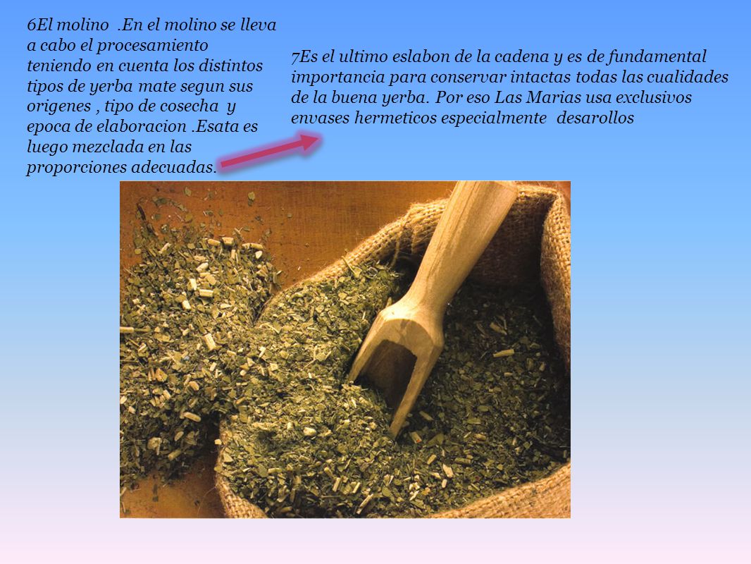 6El molino .En el molino se lleva a cabo el procesamiento teniendo en cuenta los distintos tipos de yerba mate segun sus origenes , tipo de cosecha y epoca de elaboracion .Esata es luego mezclada en las proporciones adecuadas.