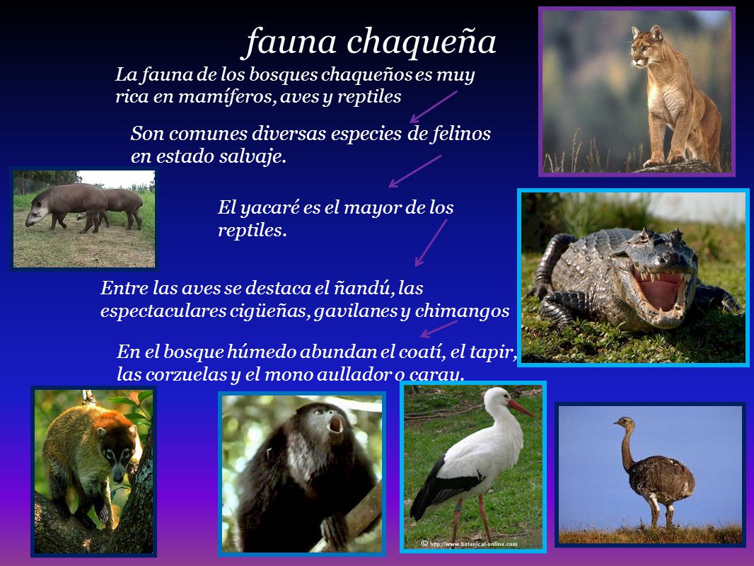 fauna chaqueña La fauna de los bosques chaqueños es muy rica en mamíferos, aves y reptiles.