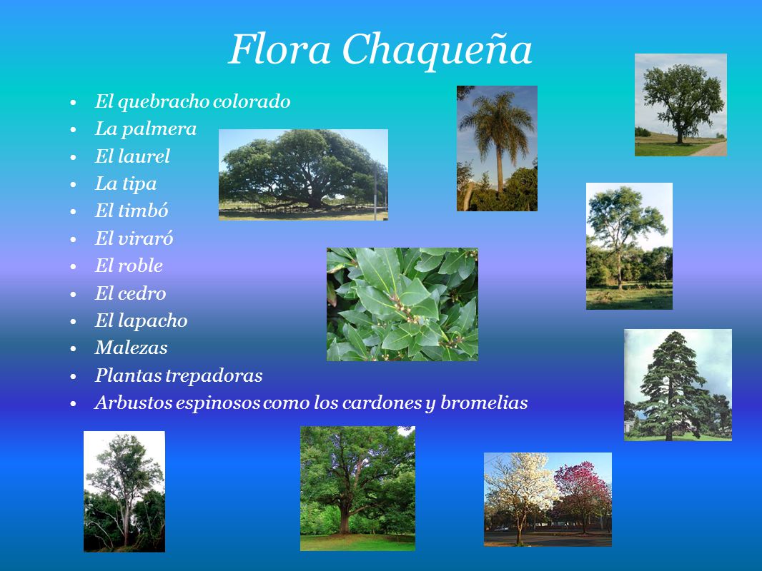 Flora Chaqueña El quebracho colorado La palmera El laurel La tipa