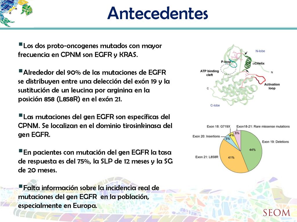 Antecedentes Los dos proto-oncogenes mutados con mayor frecuencia en CPNM son EGFR y KRAS.