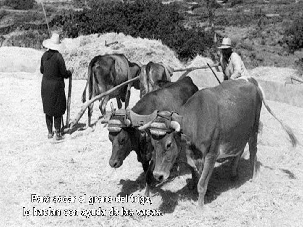 Para sacar el grano del trigo, lo hacían con ayuda de las vacas.