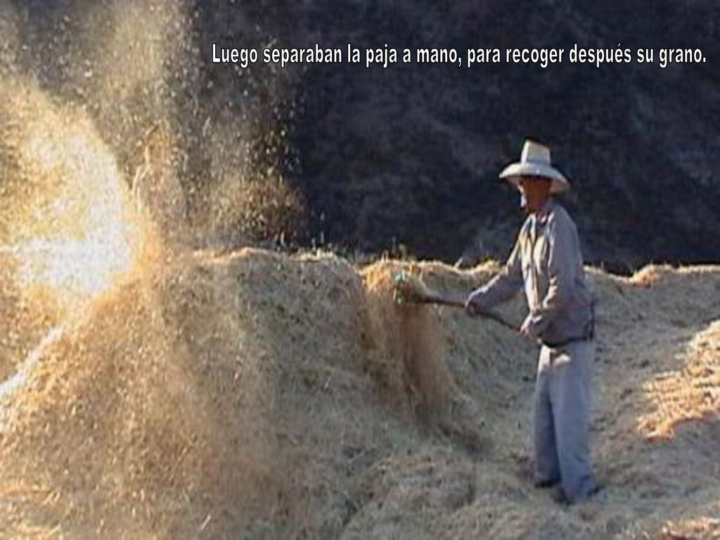 Luego separaban la paja a mano, para recoger después su grano.