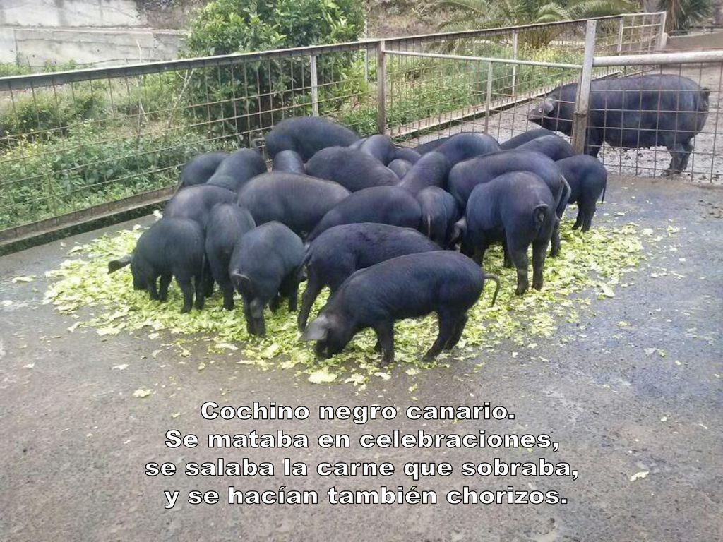 Se mataba en celebraciones, se salaba la carne que sobraba,