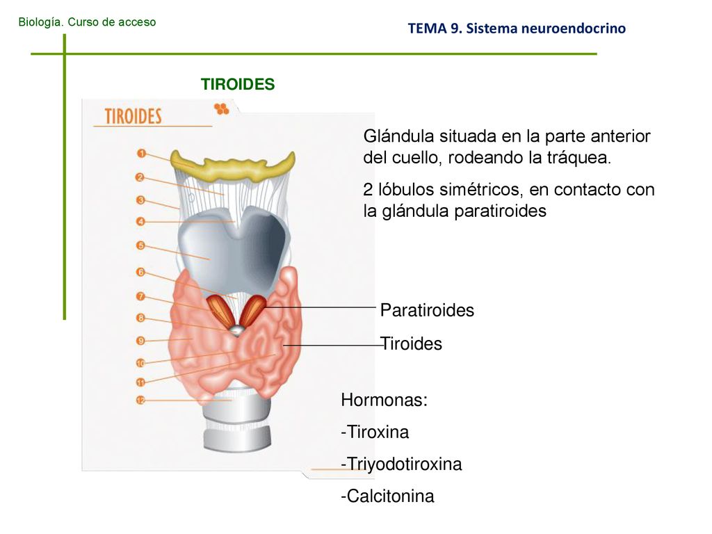 Glándula situada en la parte anterior del cuello, rodeando la tráquea.