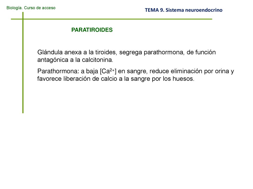 PARATIROIDES Glándula anexa a la tiroides, segrega parathormona, de función antagónica a la calcitonina.