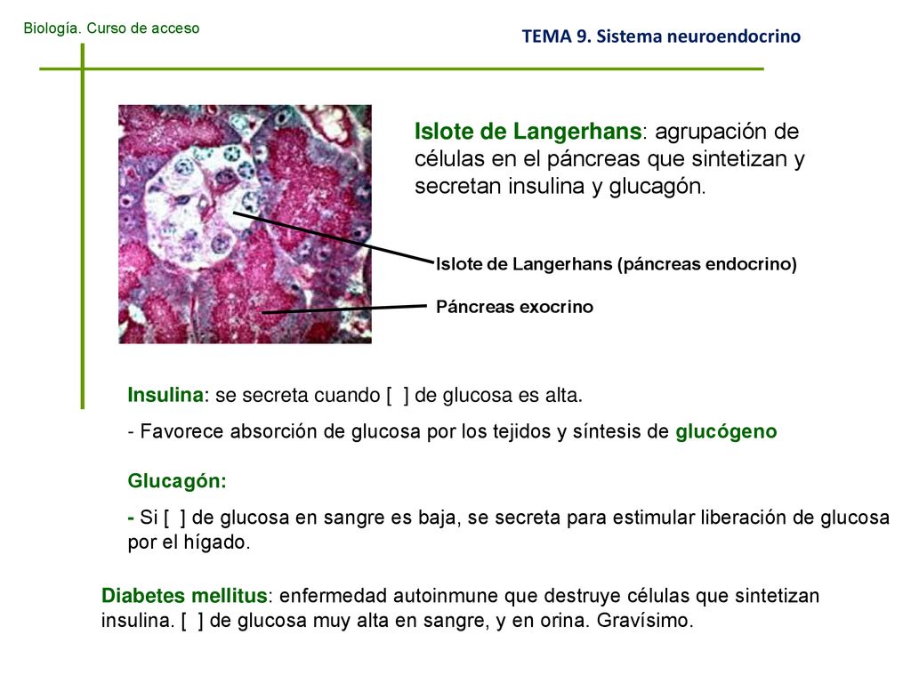 Islote de Langerhans: agrupación de células en el páncreas que sintetizan y secretan insulina y glucagón.