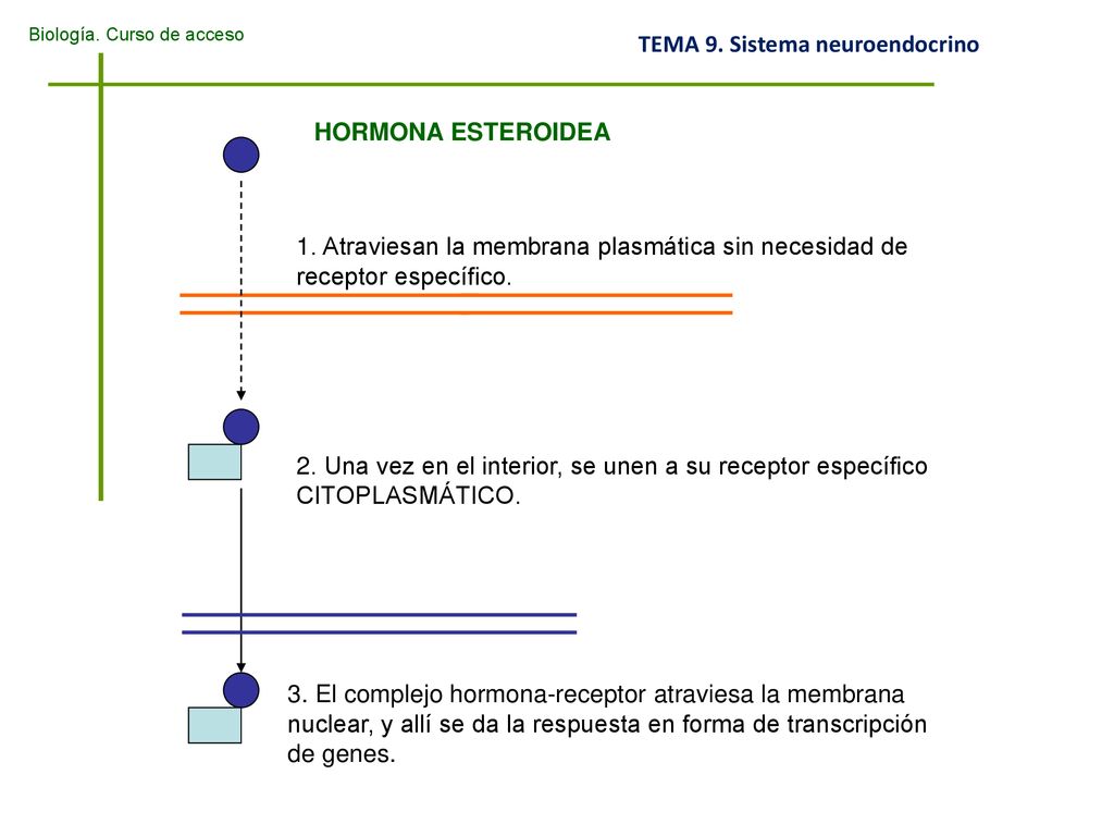 HORMONA ESTEROIDEA 1. Atraviesan la membrana plasmática sin necesidad de receptor específico.