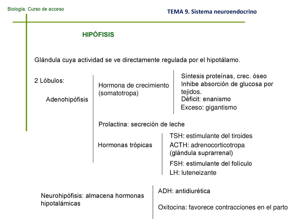 HIPÓFISIS Glándula cuya actividad se ve directamente regulada por el hipotálamo. Síntesis proteínas, crec. óseo.