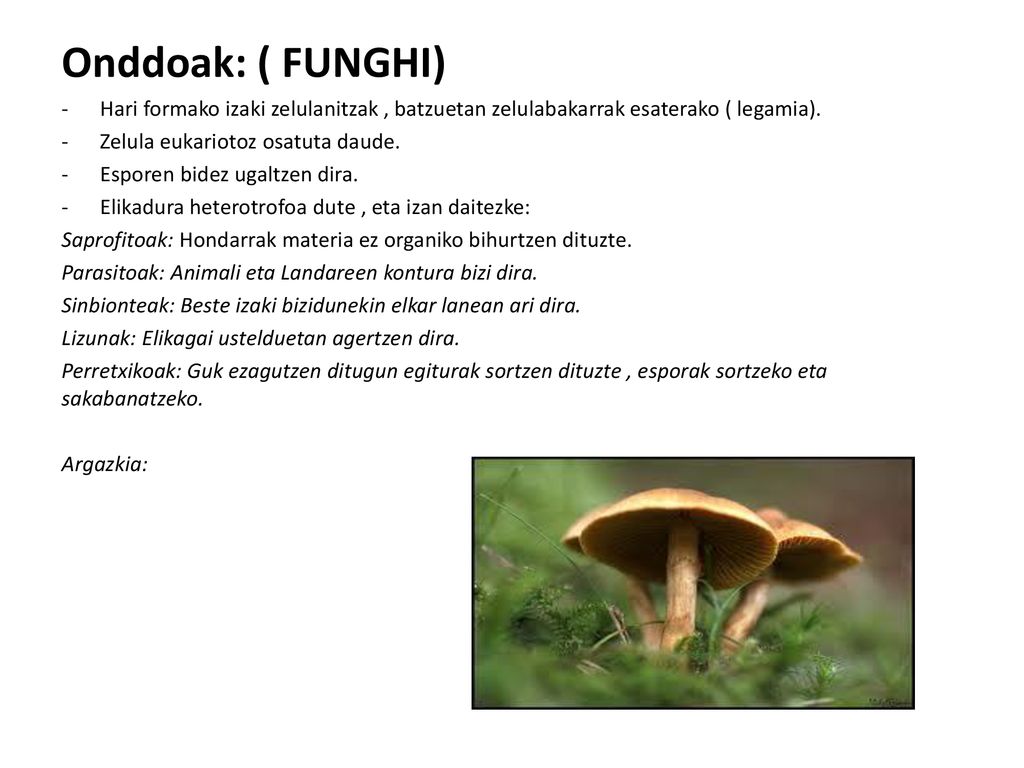 Onddoak: ( FUNGHI) Hari formako izaki zelulanitzak , batzuetan zelulabakarrak esaterako ( legamia).