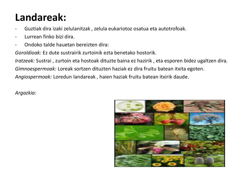 Landareak: Guztiak dira izaki zelulanitzak , zelula eukariotoz osatua eta autotrofoak. Lurrean finko bizi dira.
