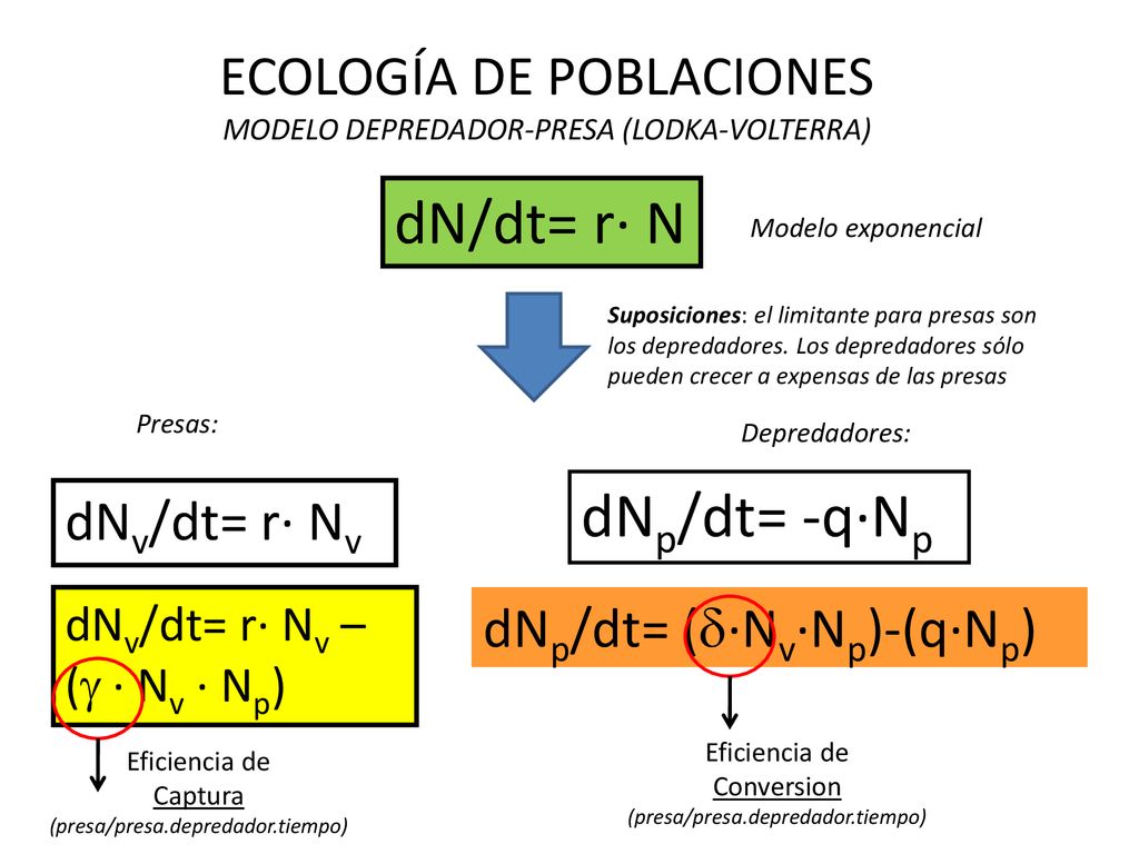 dN/dt= r· N dNp/dt= -q·Np ECOLOGÍA DE POBLACIONES dNv/dt= r· Nv