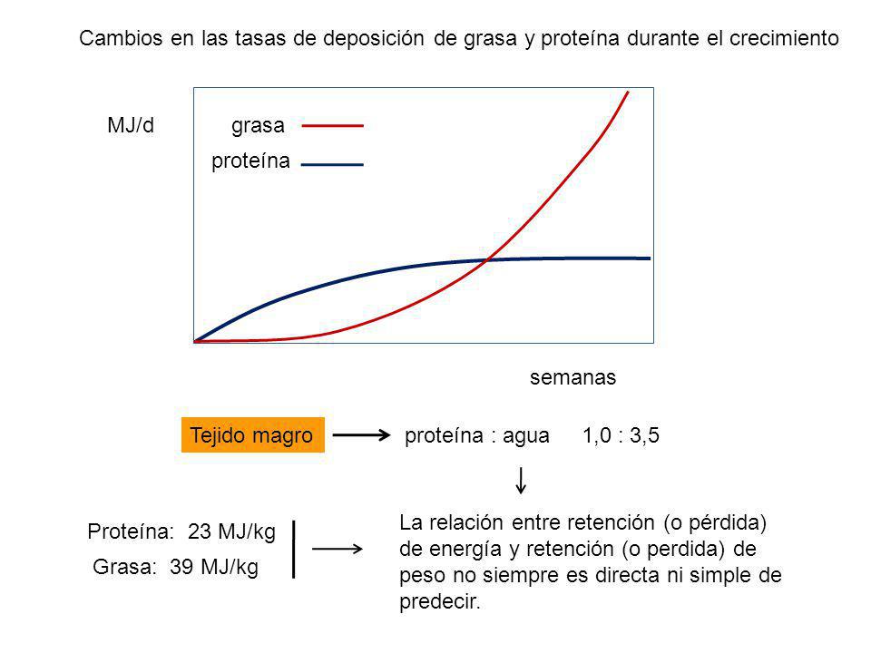 Cambios en las tasas de deposición de grasa y proteína durante el crecimiento