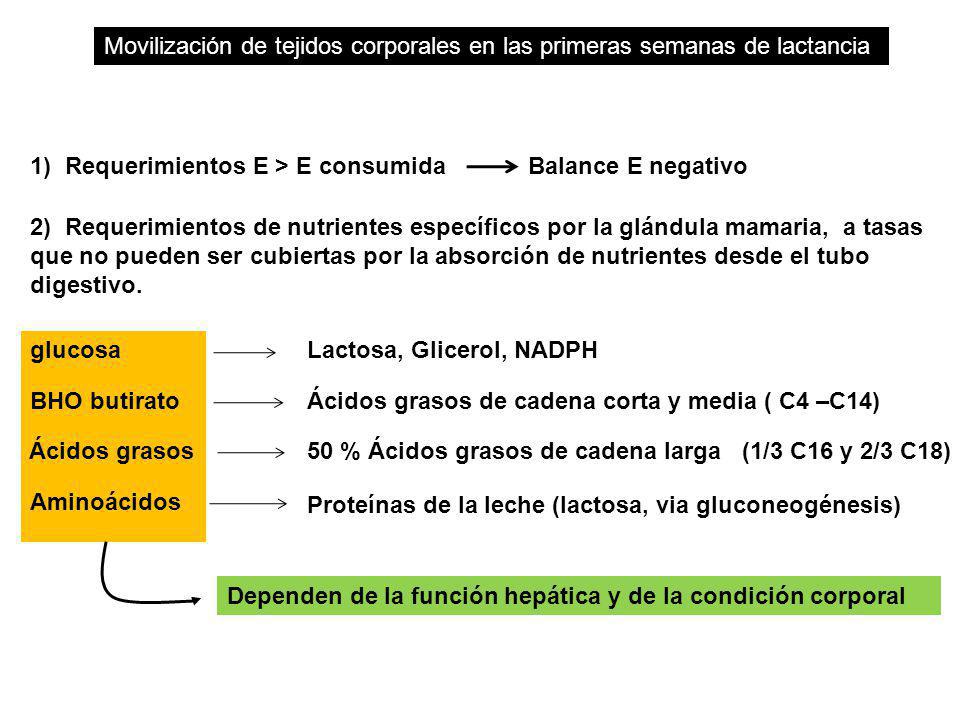 Movilización de tejidos corporales en las primeras semanas de lactancia