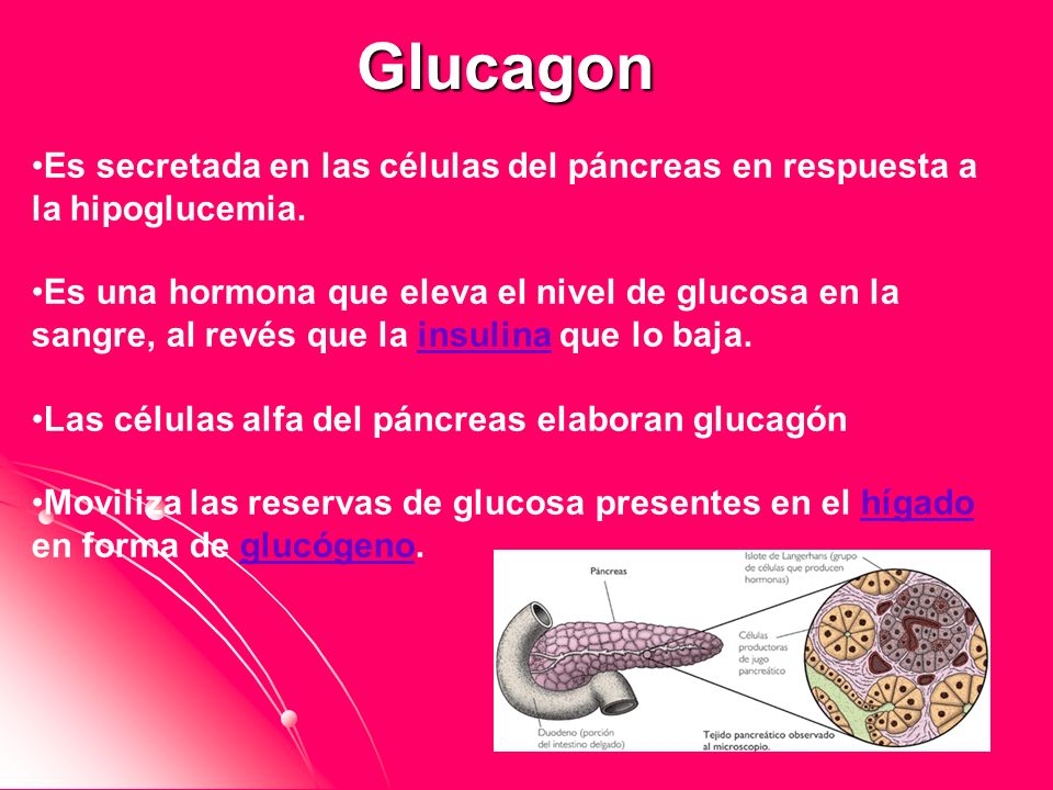 Glucagon Es secretada en las células del páncreas en respuesta a la hipoglucemia.