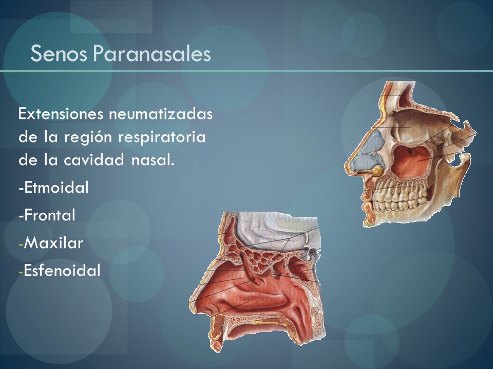 Senos Paranasales Extensiones neumatizadas de la región respiratoria de la cavidad nasal. -Etmoidal.