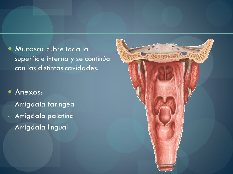 Mucosa: cubre toda la superficie interna y se continúa con las distintas cavidades.