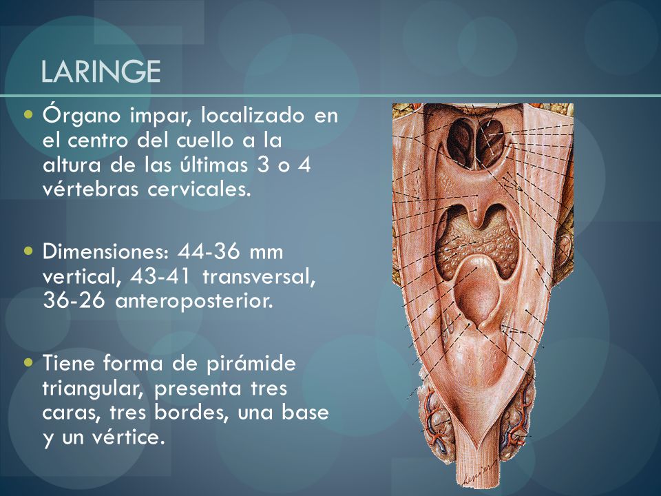 LARINGE Órgano impar, localizado en el centro del cuello a la altura de las últimas 3 o 4 vértebras cervicales.