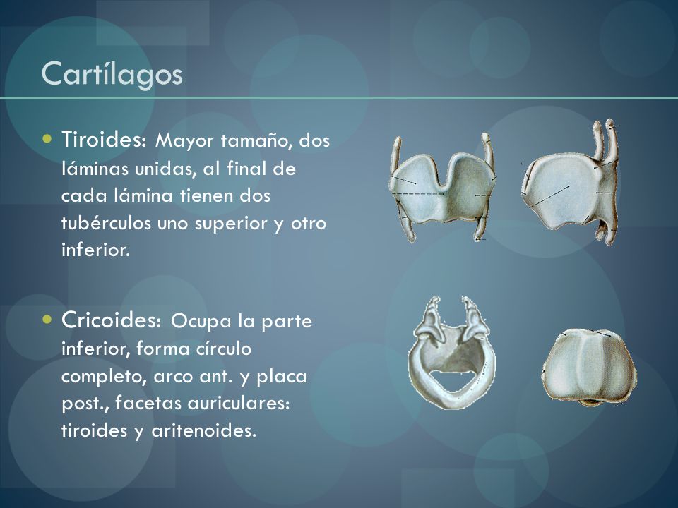 Cartílagos Tiroides: Mayor tamaño, dos láminas unidas, al final de cada lámina tienen dos tubérculos uno superior y otro inferior.