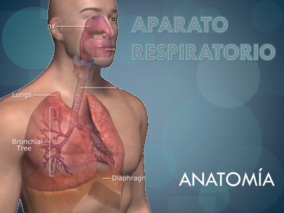 APARATO RESPIRATORIO ANATOMÍA