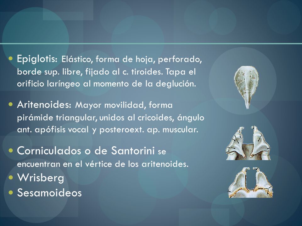 Epiglotis: Elástico, forma de hoja, perforado, borde sup