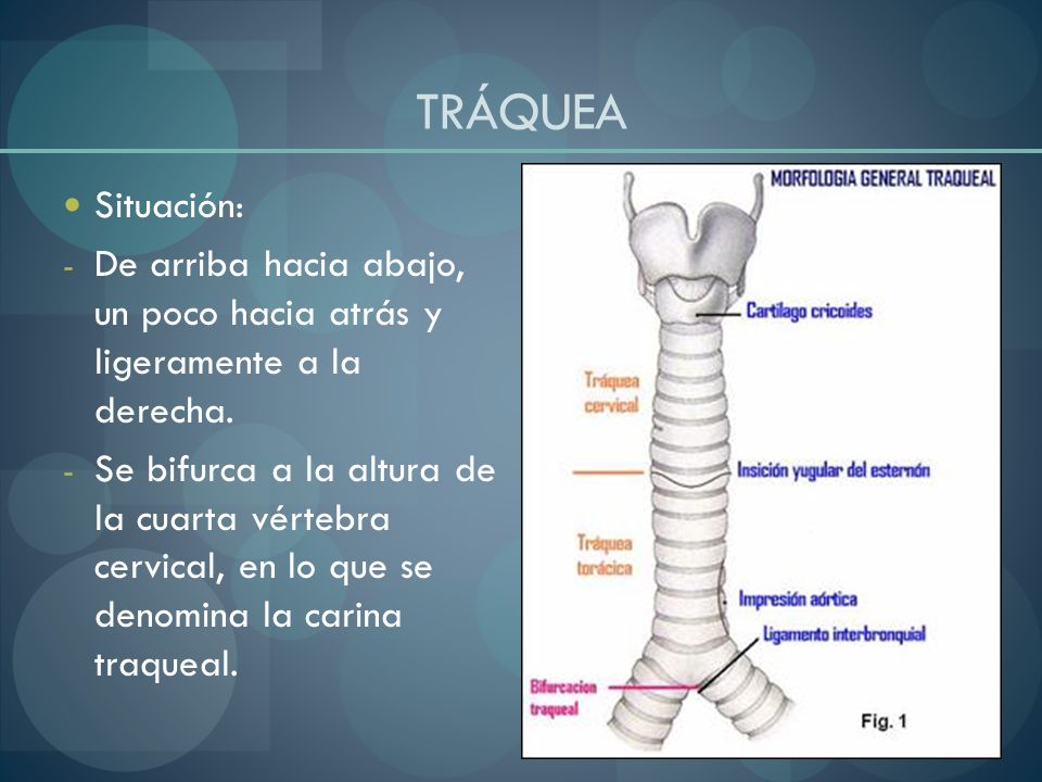 TRÁQUEA Situación: De arriba hacia abajo, un poco hacia atrás y ligeramente a la derecha.
