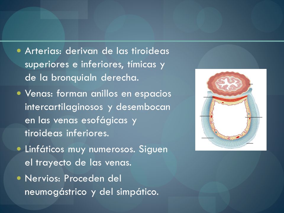 Arterias: derivan de las tiroideas superiores e inferiores, tímicas y de la bronquialn derecha.