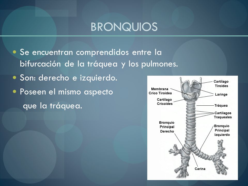 BRONQUIOS Se encuentran comprendidos entre la bifurcación de la tráquea y los pulmones. Son: derecho e izquierdo.