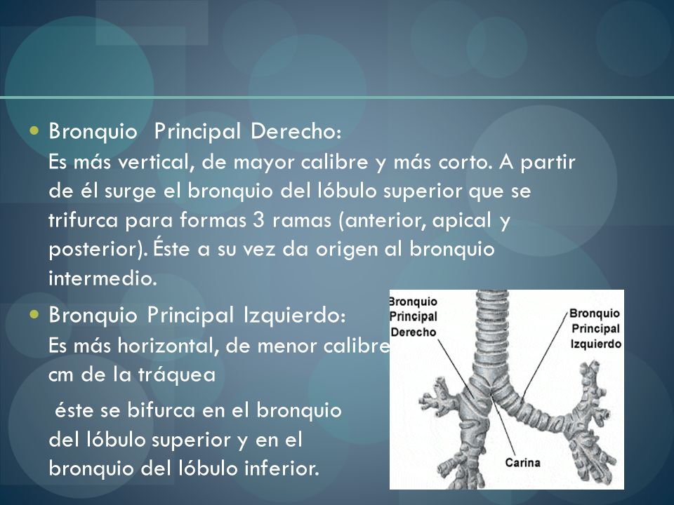 Bronquio Principal Derecho: Es más vertical, de mayor calibre y más corto. A partir de él surge el bronquio del lóbulo superior que se trifurca para formas 3 ramas (anterior, apical y posterior). Éste a su vez da origen al bronquio intermedio.