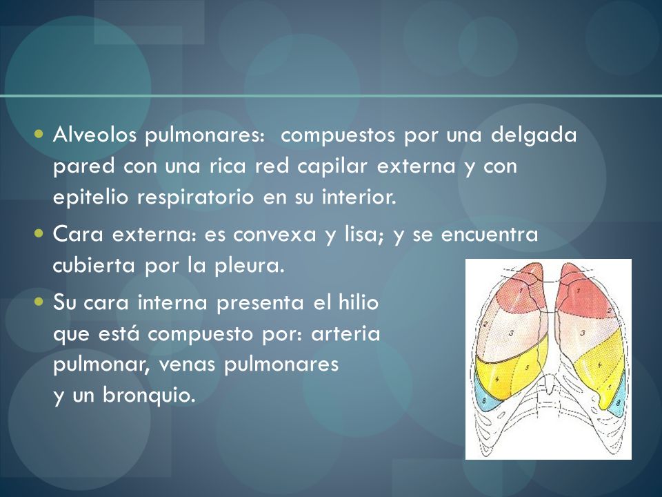 Alveolos pulmonares: compuestos por una delgada pared con una rica red capilar externa y con epitelio respiratorio en su interior.