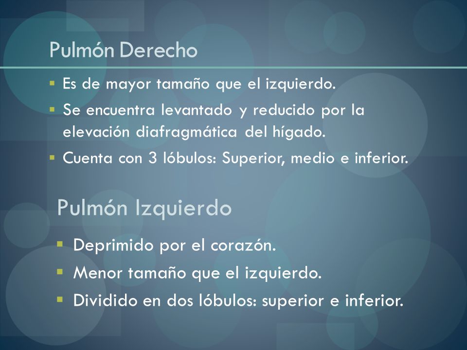 Pulmón Izquierdo Pulmón Derecho Deprimido por el corazón.
