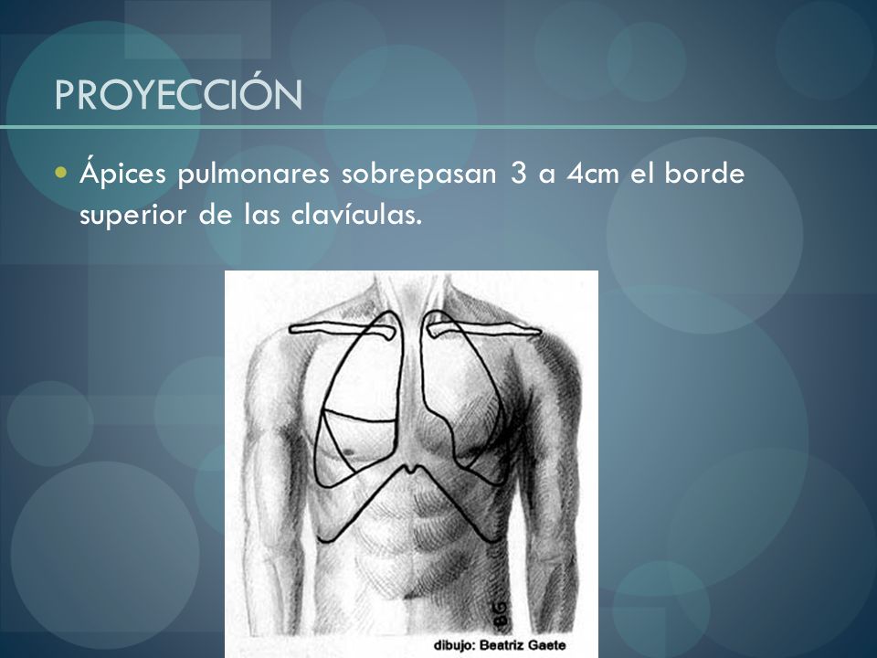 PROYECCIÓN Ápices pulmonares sobrepasan 3 a 4cm el borde superior de las clavículas.