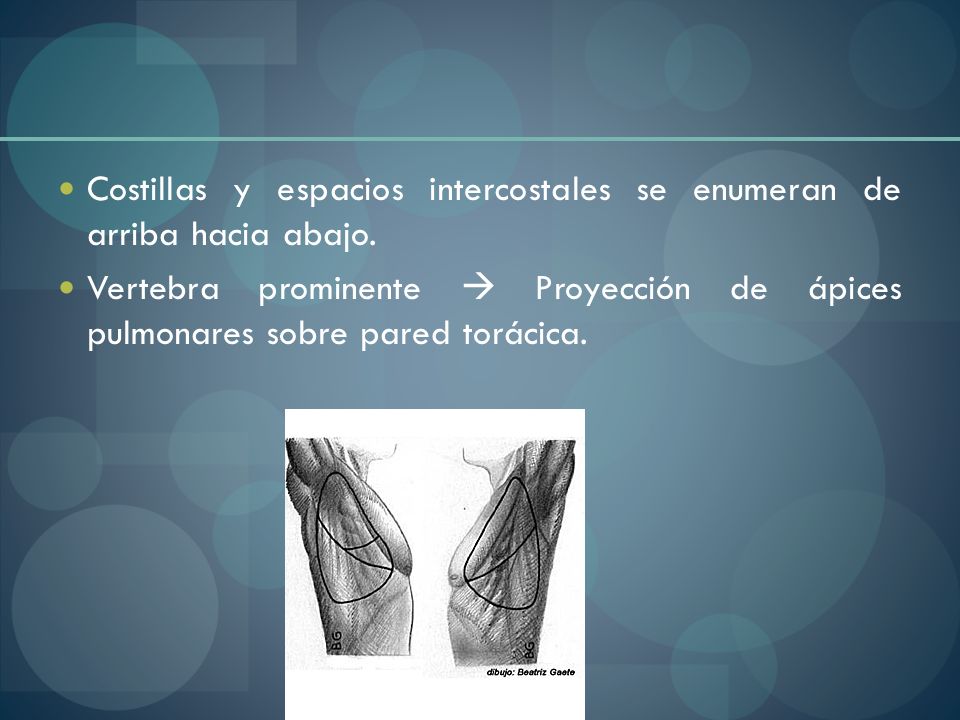 Costillas y espacios intercostales se enumeran de arriba hacia abajo.