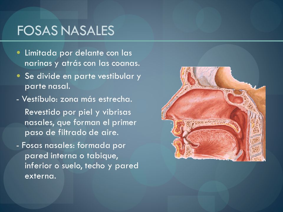 FOSAS NASALES Limitada por delante con las narinas y atrás con las coanas. Se divide en parte vestibular y parte nasal.
