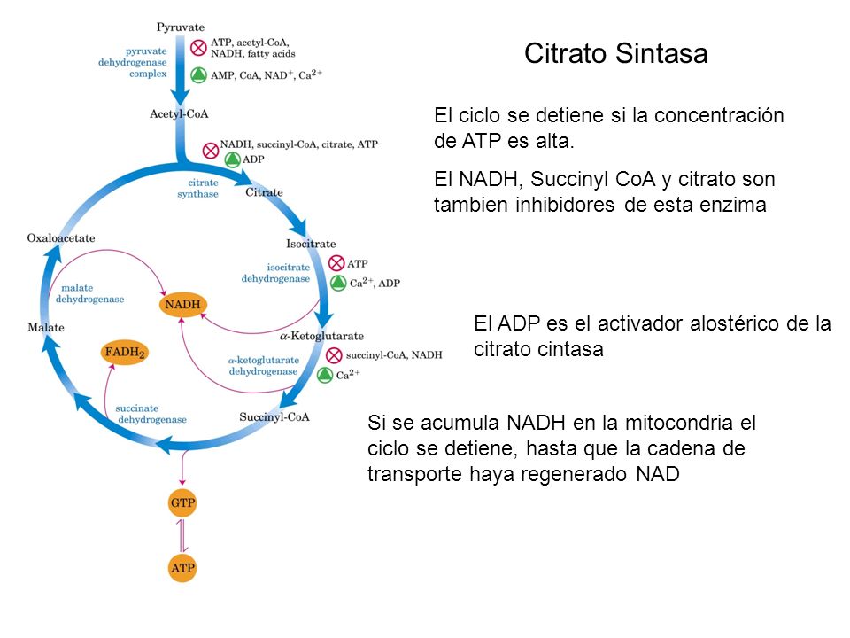 Citrato Sintasa El ciclo se detiene si la concentración de ATP es alta. El NADH, Succinyl CoA y citrato son tambien inhibidores de esta enzima.