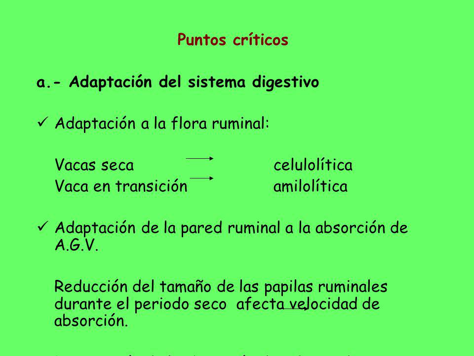 Puntos críticos a.- Adaptación del sistema digestivo. Adaptación a la flora ruminal: Vacas seca celulolítica.