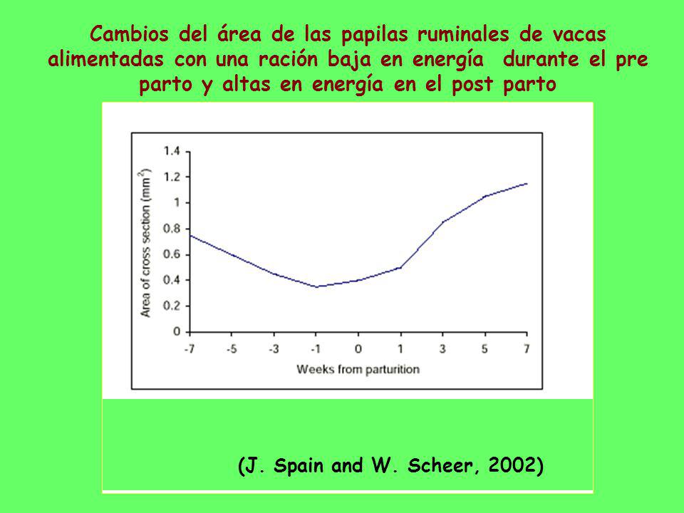 Cambios del área de las papilas ruminales de vacas alimentadas con una ración baja en energía durante el pre parto y altas en energía en el post parto