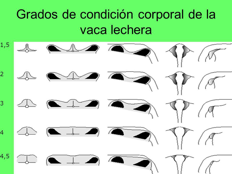 Grados de condición corporal de la vaca lechera