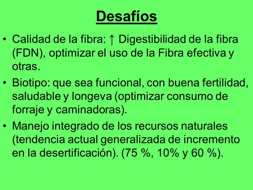 Desafíos Calidad de la fibra: ↑ Digestibilidad de la fibra (FDN), optimizar el uso de la Fibra efectiva y otras.