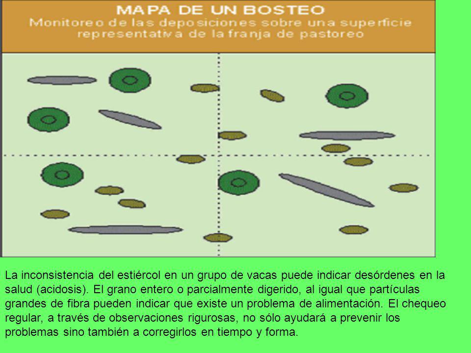 La inconsistencia del estiércol en un grupo de vacas puede indicar desórdenes en la salud (acidosis).