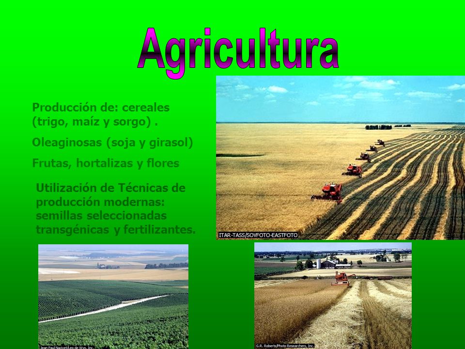 Agricultura Producción de: cereales (trigo, maíz y sorgo) .