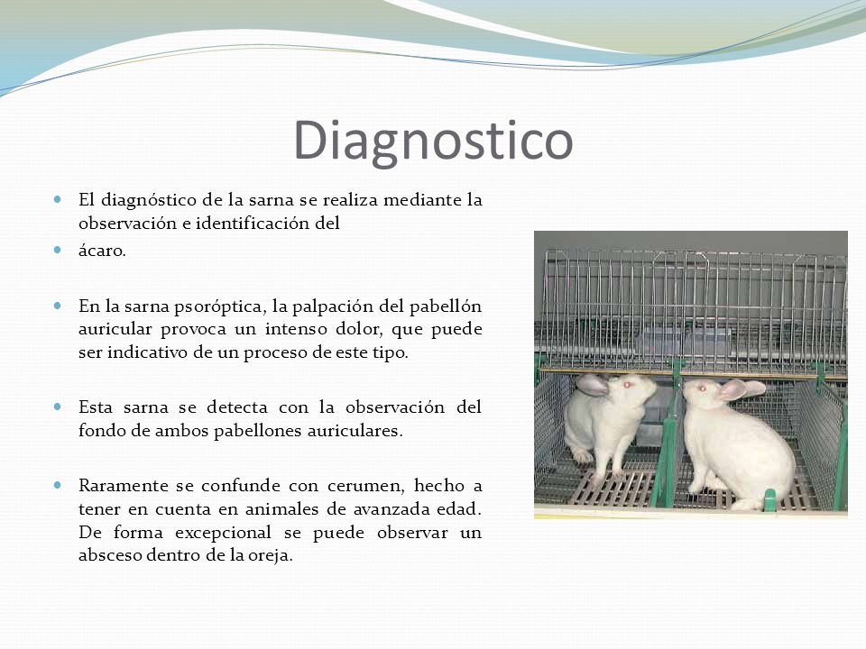 Diagnostico El diagnóstico de la sarna se realiza mediante la observación e identificación del. ácaro.