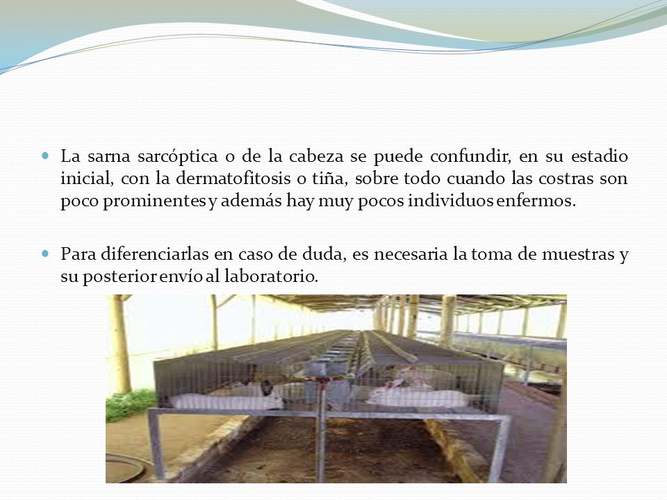 La sarna sarcóptica o de la cabeza se puede confundir, en su estadio inicial, con la dermatofitosis o tiña, sobre todo cuando las costras son poco prominentes y además hay muy pocos individuos enfermos.