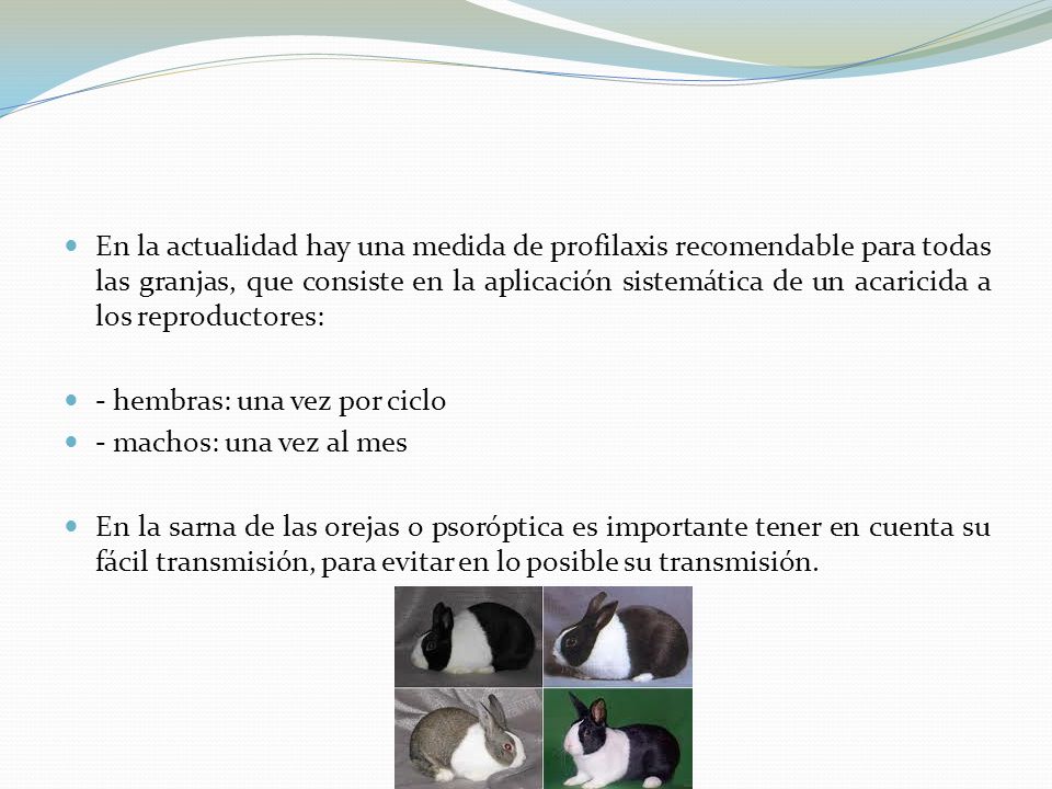 En la actualidad hay una medida de profilaxis recomendable para todas las granjas, que consiste en la aplicación sistemática de un acaricida a los reproductores: